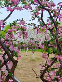 鬱金香同櫻花同框，上海獨一份嘅浪漫花園！