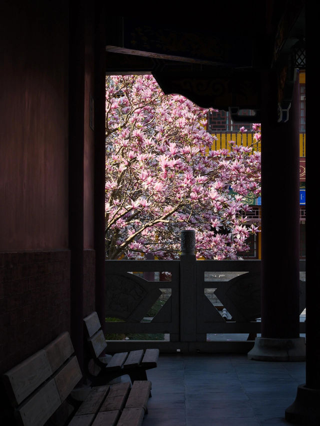 🌸貴陽西普陀寺 | 玉蘭花下的禪意邂逅