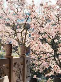 🌸貴陽西普陀寺 | 玉蘭花下的禪意邂逅