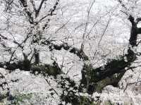 🌸🌸福岡舞鶴公園的櫻花，真的超級絕美！！！