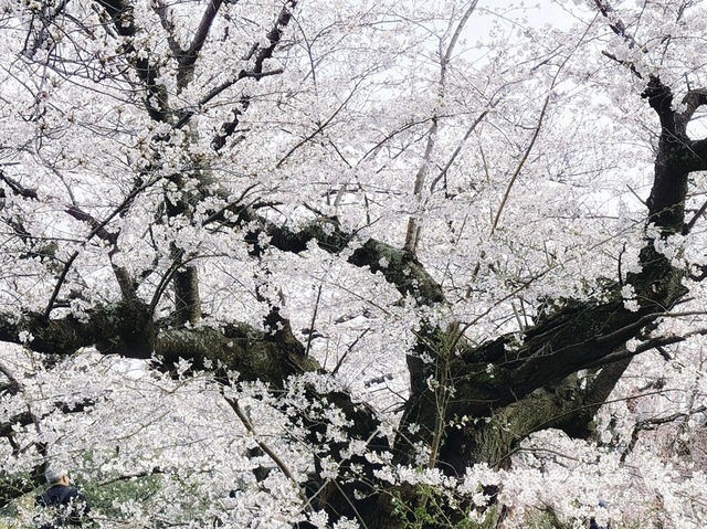 🌸🌸福岡舞鶴公園的櫻花，真的超級絕美！！！