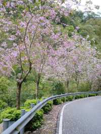 白江湖森嶺公園：嶺南的自然瑰寶