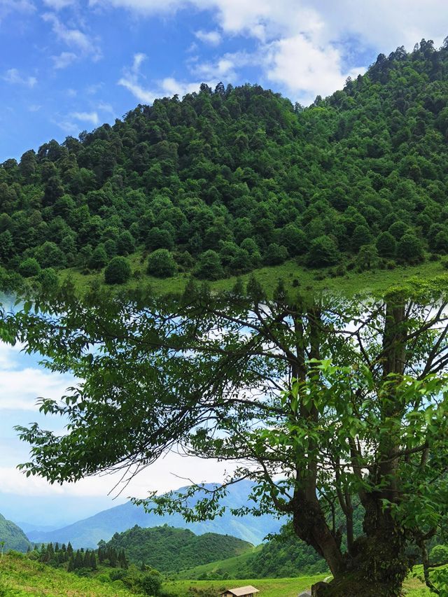 嚟樂山一定唔可以錯過呢度
