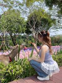 🌷珠海 | 城市客廳驚現夢幻花海鹿境