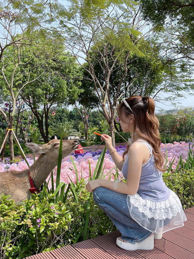 🌷珠海 | 城市客廳驚現夢幻花海鹿境