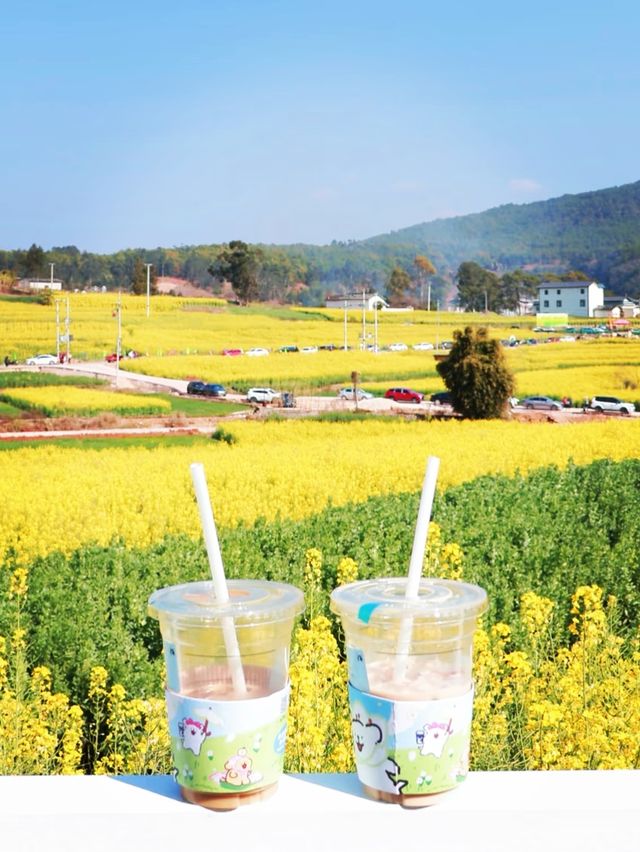 滇西春色：保山油菜花，邂逅最治癒的金色浪漫