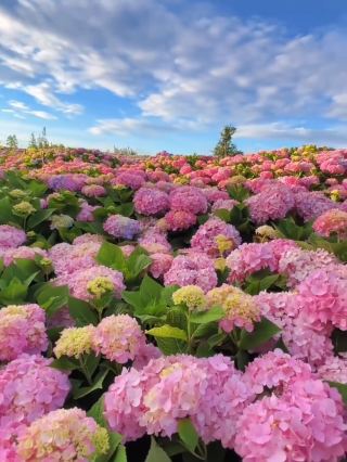 Guizhou Orange Village Flower Sea: A Dreamlike Fairyland Woven by Hydrangeas