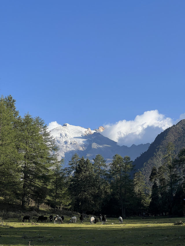 奔赴哈巴雪山腳下的綠野仙蹤——蘭花坪超全攻略