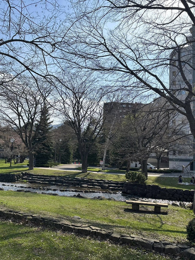 🌸北海道札幌中島公園 | 春日櫻花盛景🌸