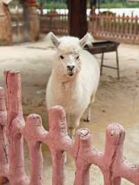 安吉嘉樂比萌寵樂園：超萌超可愛嘅毛茸茸小動物