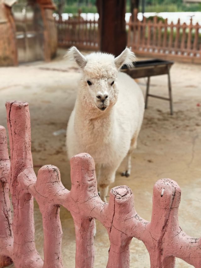 安吉嘉樂比萌寵樂園：超萌超可愛嘅毛茸茸小動物