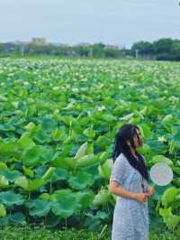 影相效果真係唔錯嘅珠海免費荷花衝