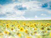 北海道北竜町 | 邂逅百萬向日葵花海🌻