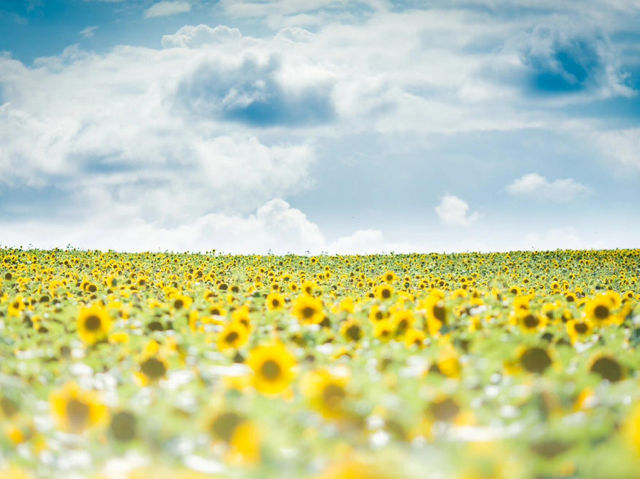 北海道北竜町 | 邂逅百萬向日葵花海🌻