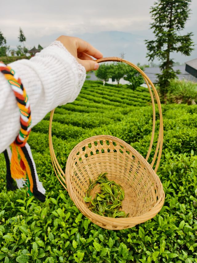 成都2.5小時直達｜住進樂山茶山的綠色夢境，治癒都市焦慮