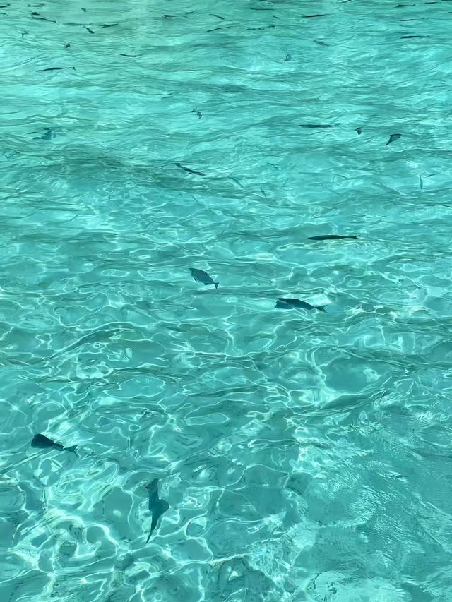 輕鬆體驗雙島遊兒童居然仲免費！！