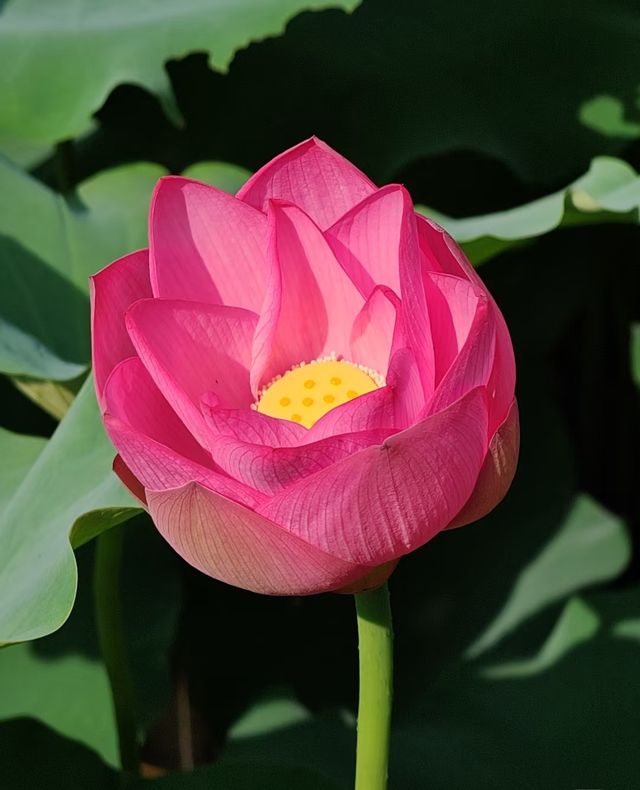 中山公園賞花奇遇！錦江之星品尚酒店畀你超暖心體驗！