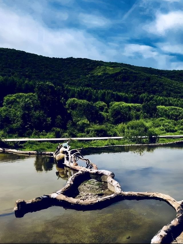 夏風拂過准考證，吹向七彩草木信箋