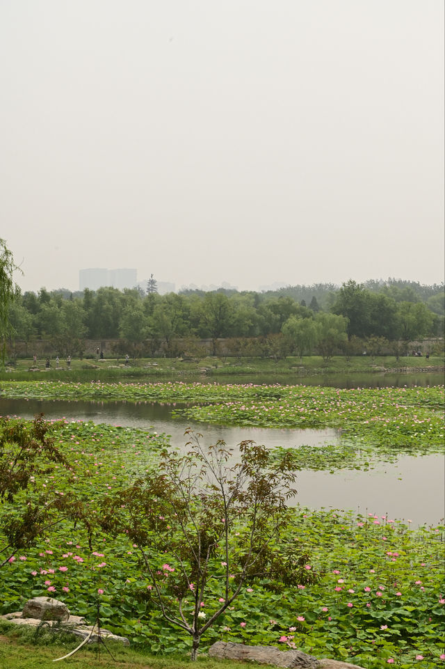 一畝園公園重開