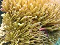 Unfurling the Living Jewel: Anemones and Untouched Life at Ao Hin Wong, Koh Tao