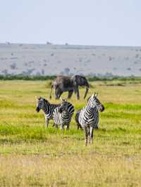 肯尼亞八天七晚Safari旅行流水賬