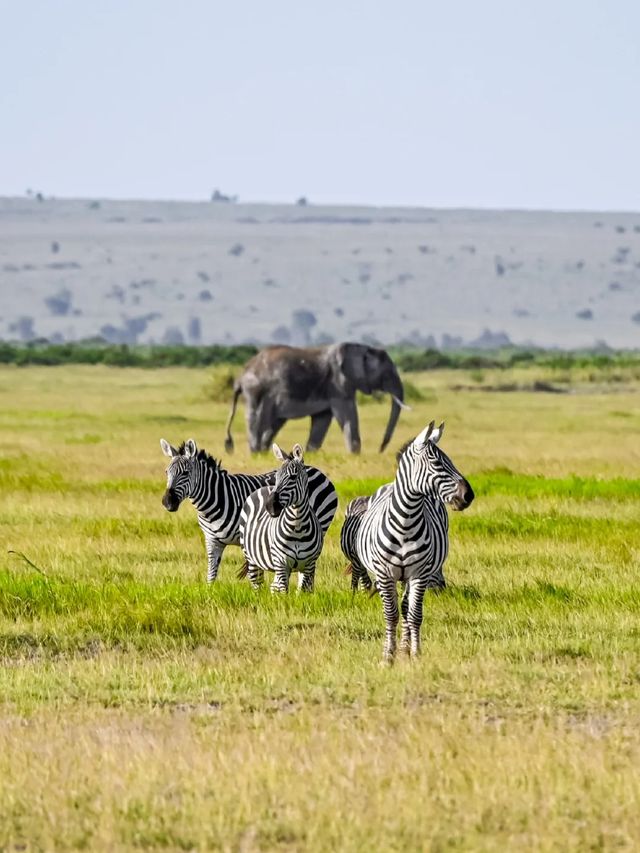 肯尼亞八天七晚Safari旅行流水賬