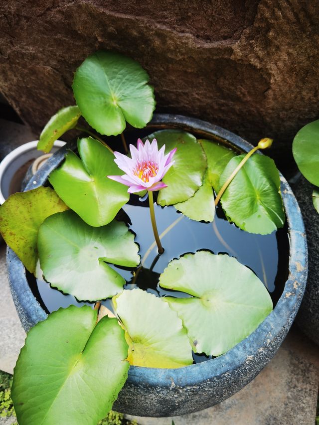 不花客棧，一個藏喺古城裏面嘅小清新