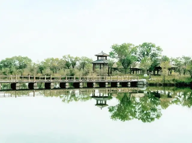 探秘南疆秘境！金湖楊國家森林公園醉美胡楊盛宴】 