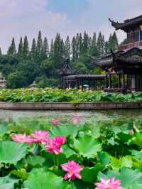 以為西湖嘅荷花已經夠靚!直到去咗鎮江金山寺🪷