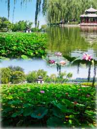 同里濕地夏日賞荷攻略 | 打卡這片江南水鄉嘅詩意荷塘