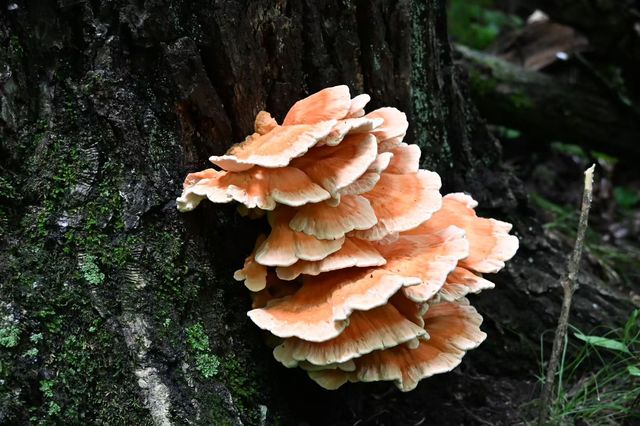 打開鏡頭,蘑菇登場 打開鏡頭,蘑菇登場