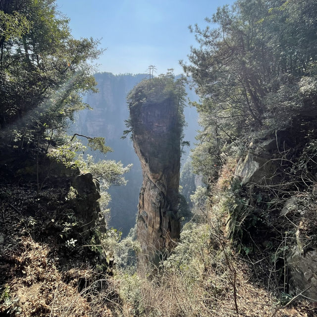 【中国 湖南省】世界遺産🌏 中国初の国家森林公園「張家界国家森林公園」✨🌲