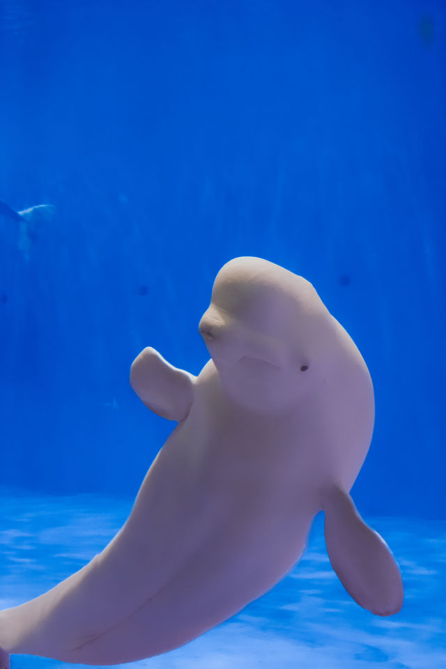 海底樂園必打卡親子最愛夢幻海洋館攻略