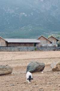 麗江住哪裡方便去各個景點