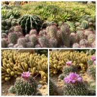 🌵闖入深圳沙漠星球！仙湖仙人掌園全攻略