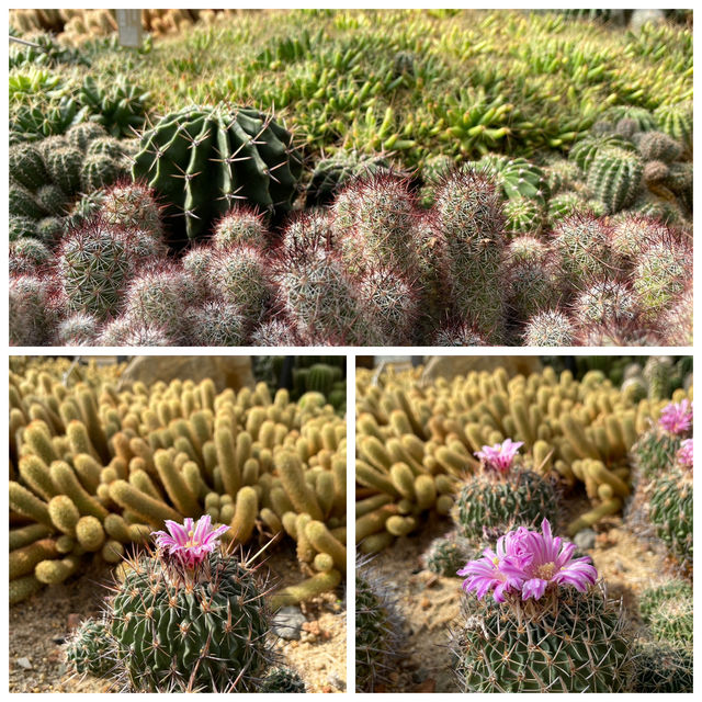 🌵闖入深圳沙漠星球！仙湖仙人掌園全攻略