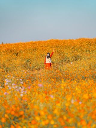 Anseong Ranch Flower Sea: A Stunning Check-in Spot and Perfect Date Destination with Naidali Sauce
