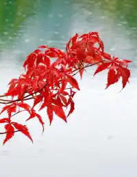 10月賞秋米亞羅彩林徒步一日遊快衝