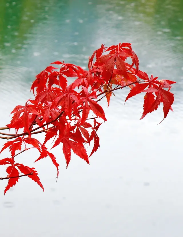 10月賞秋米亞羅彩林徒步一日遊快衝