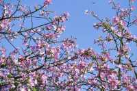 鷺島秋韻：美人樹綴城隅，粉瓣漫舞醉芳華