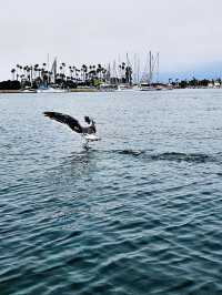 洛杉磯植物園 孔雀園 蓋蒂中心 天文台