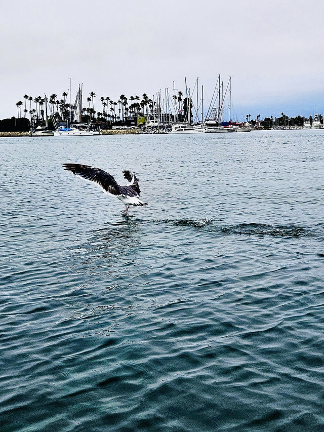洛杉磯植物園 孔雀園 蓋蒂中心 天文台