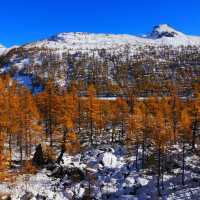 🇮🇹이탈리아 알페 데베레오, 야생 여우와의 뜻밖의 만남 🦊