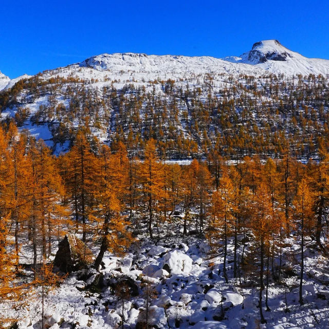 🇮🇹이탈리아 알페 데베레오, 야생 여우와의 뜻밖의 만남 🦊