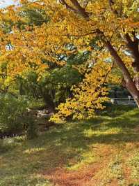 崂山北九水一日遊！保姆級路線收好