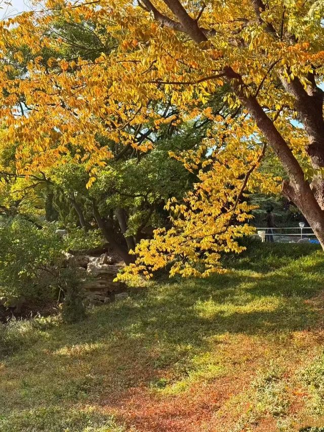 崂山北九水一日遊！保姆級路線收好