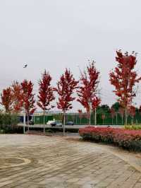 【河南省濮陽市】龍山公園。