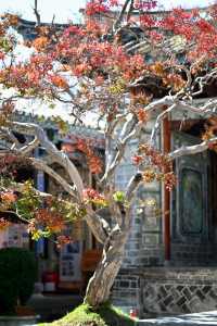 【大理私藏秘境｜穿越回300年前的銀杏書院】