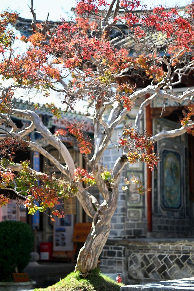 【大理私藏秘境｜穿越回300年前的銀杏書院】