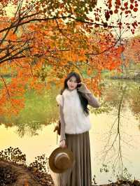 西安小眾賞秋秘境浐灞濕地公園銀杏打卡攻略